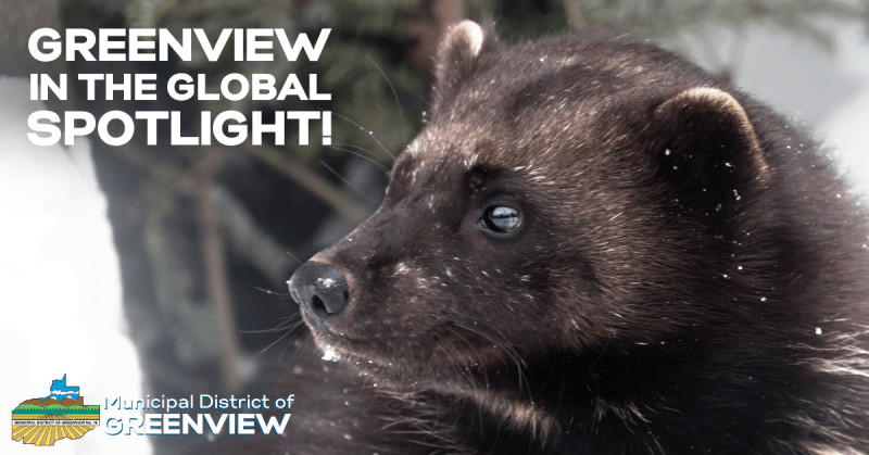 greenview in the global spotlight 1 800x419